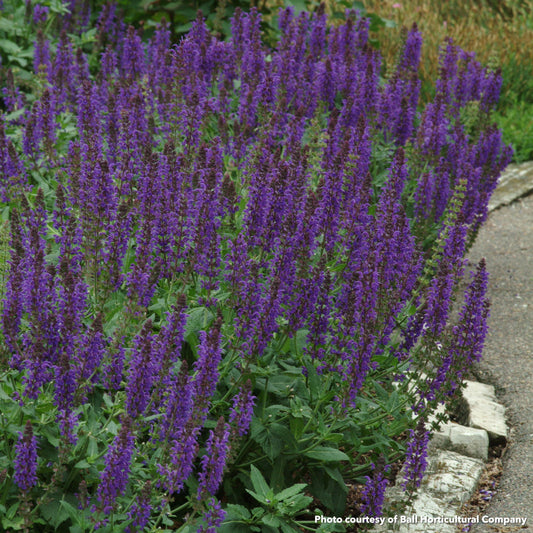 Salvia nemorosa May Night 1Q