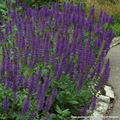 Salvia nemorosa May Night 2G