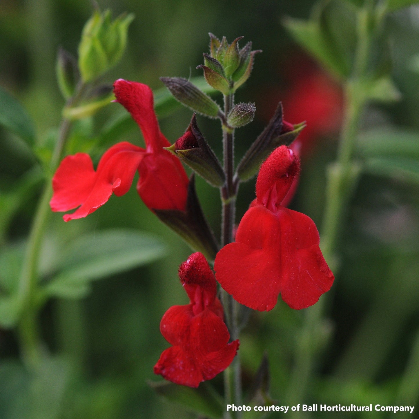 Salvia greggii Radio Red 1G