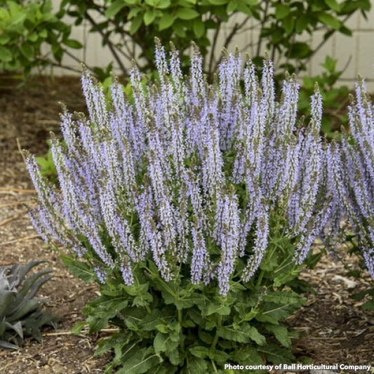 Salvia x nemorosa Color Spires Crystal Blue 1G