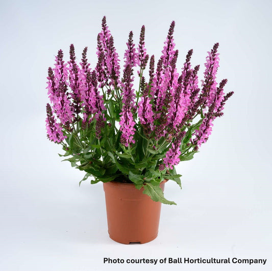 Salvia nemorosa Pink Nebula 1Q
