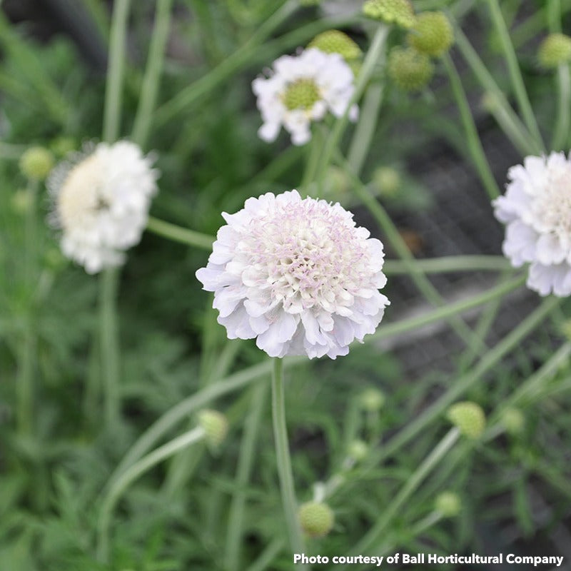 Scabiosa Giga Silver 3.25"