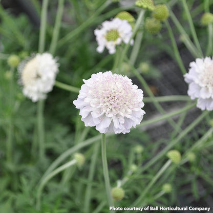 Scabiosa Giga Silver 3.25"