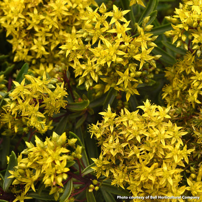 Sedum Lemon Sparkle 1G