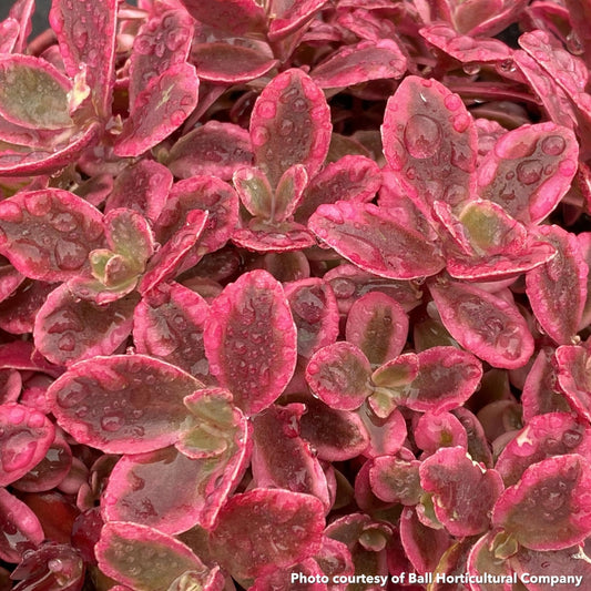 Sedum x Sunsparkler Neon Nova 1Q