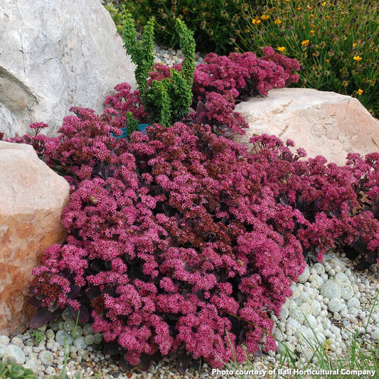 Sedum x Plum Dazzled 1Q