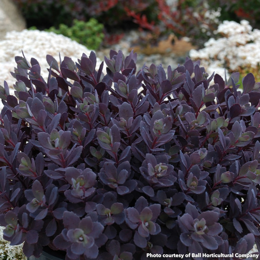 Sedum x Plum Dazzled 1Q