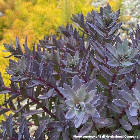 Sedum x Sunsparkler Sapphire Tuffet 1Q