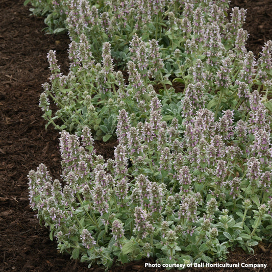 Stachys byzantina Little Lamb 1Q