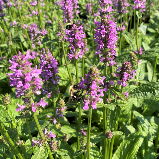 Stachys monieri Hummelo 1G