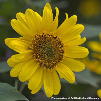 Helianthus x Suncatcher 1G