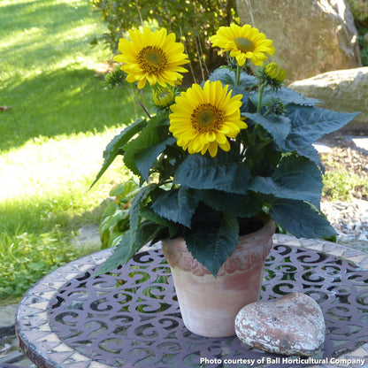 Helianthus x Suncatcher 1G