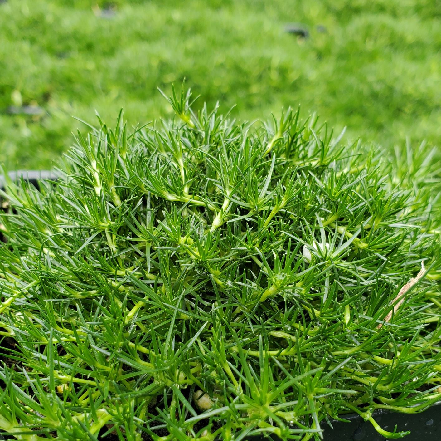 Sagina subulata 1Q