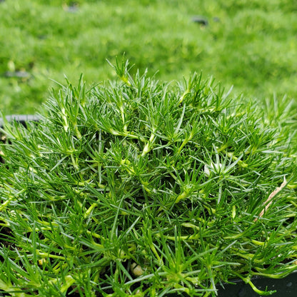 Sagina subulata 1Q