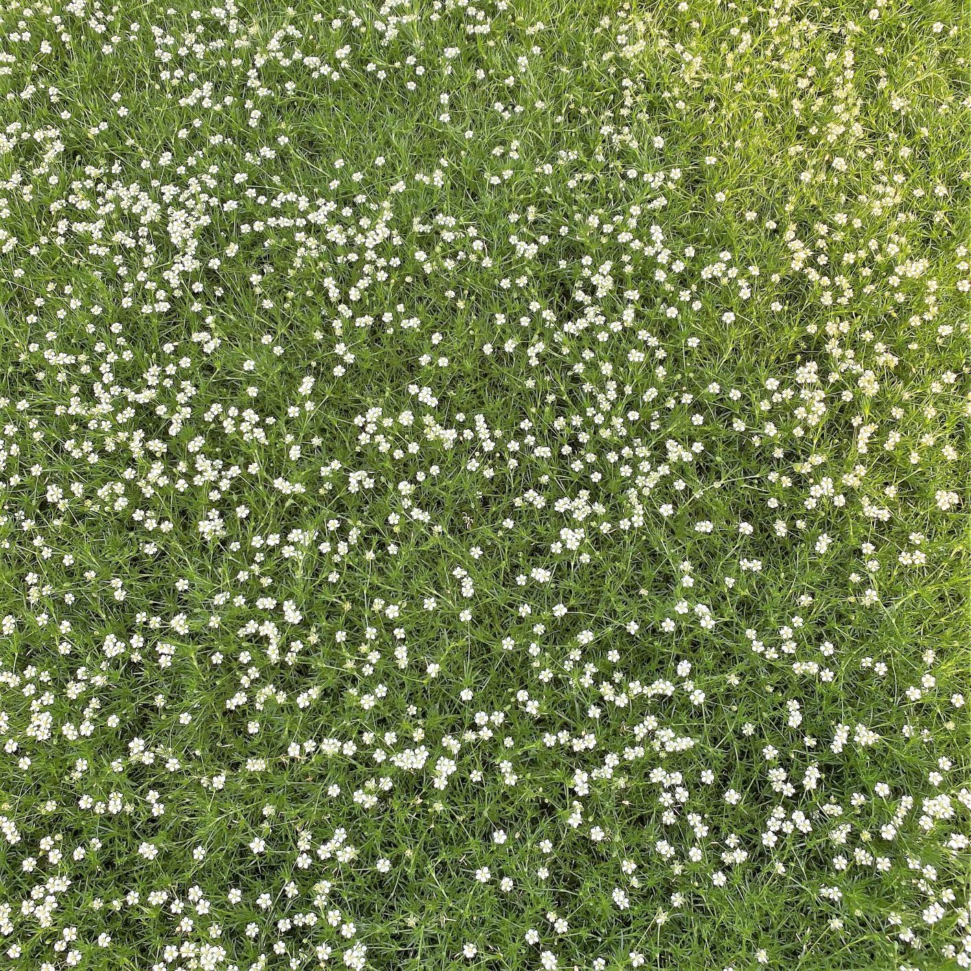 Sagina subulata 1Q