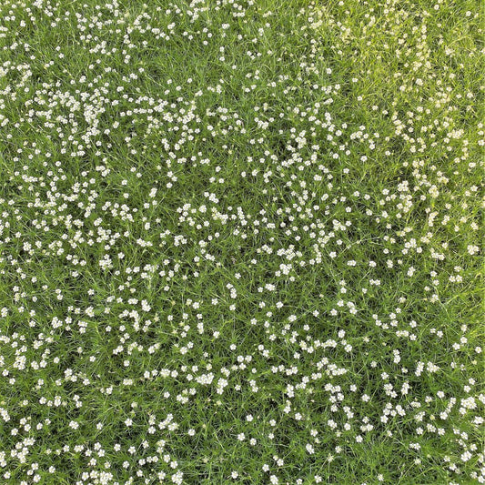 Sagina subulata 1Q