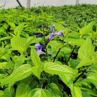Salvia guaranitica Black and Blue 1G