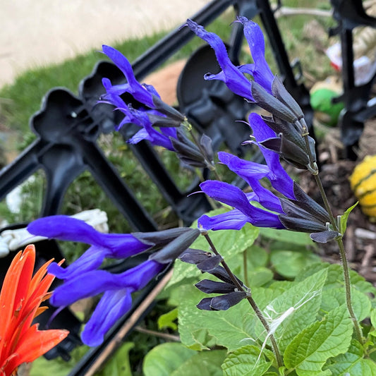 Salvia guaranitica Black and Blue 1G