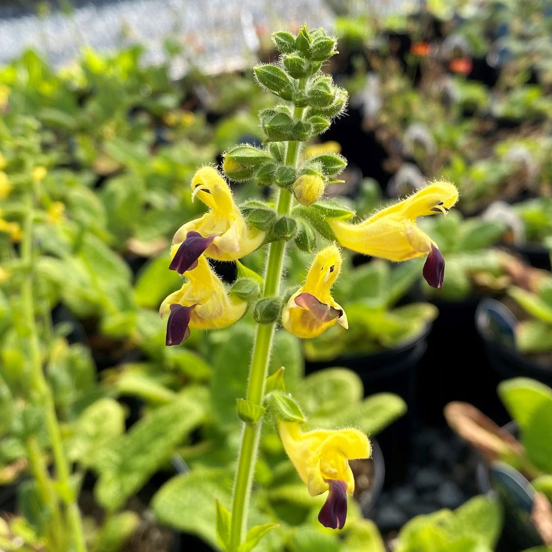 Salvia bulleyana 1Q