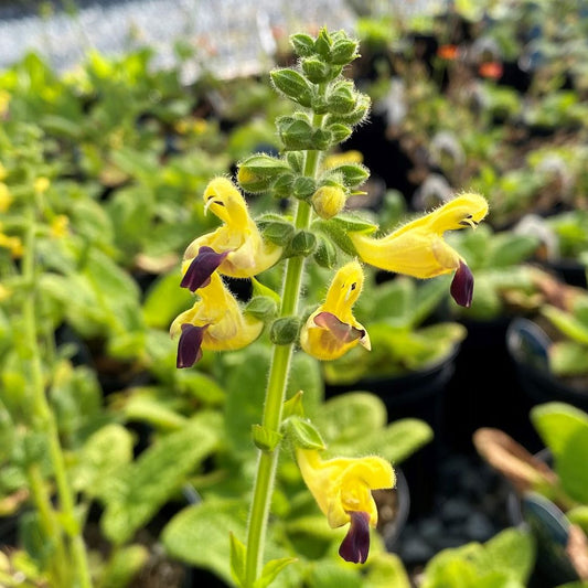 Salvia bulleyana 1Q