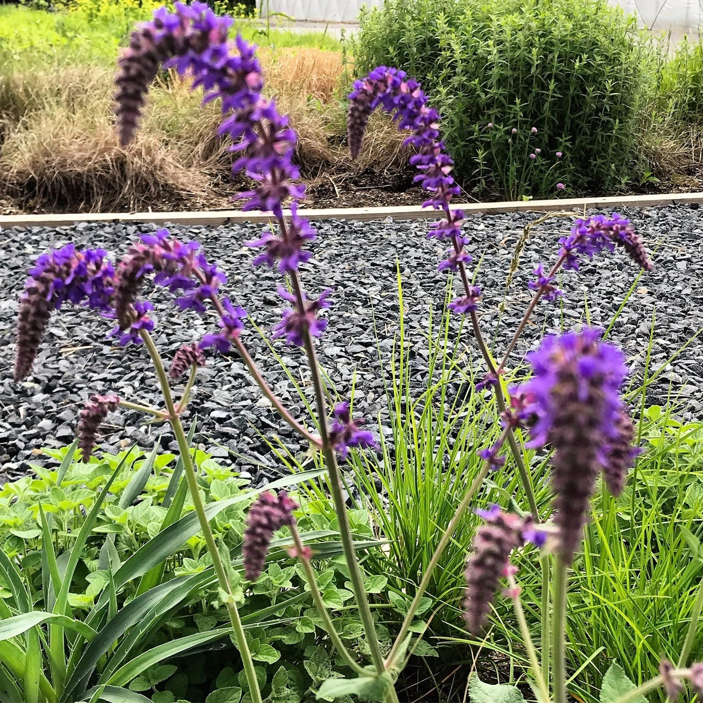 Salvia nutans 1G