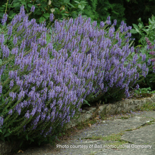 Salvia nemorosa Blue Hill 1G