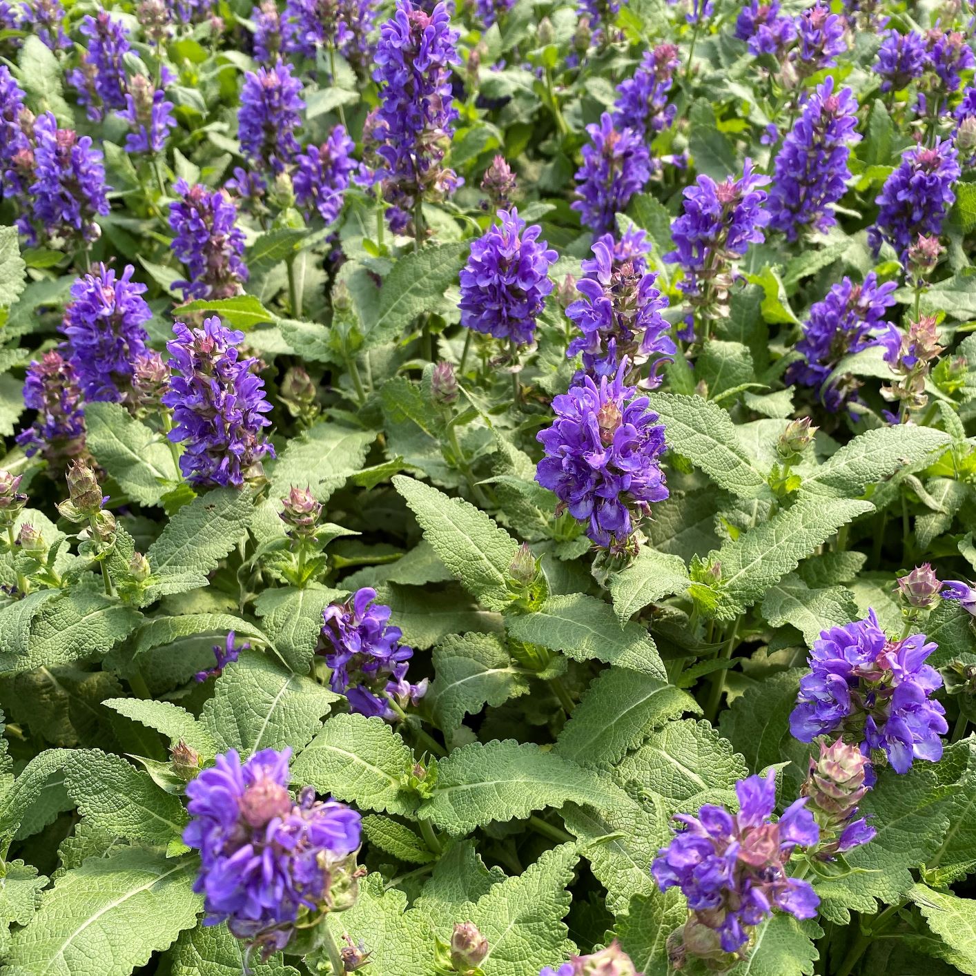 Salvia nemorosa Blue Marvel 1G