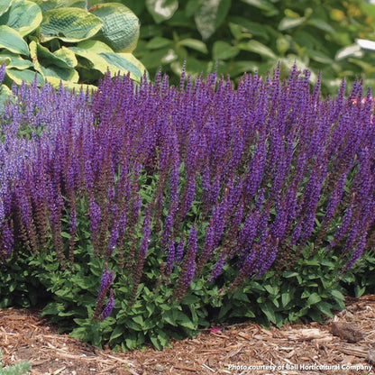 Salvia nemorosa East Friesland 1G