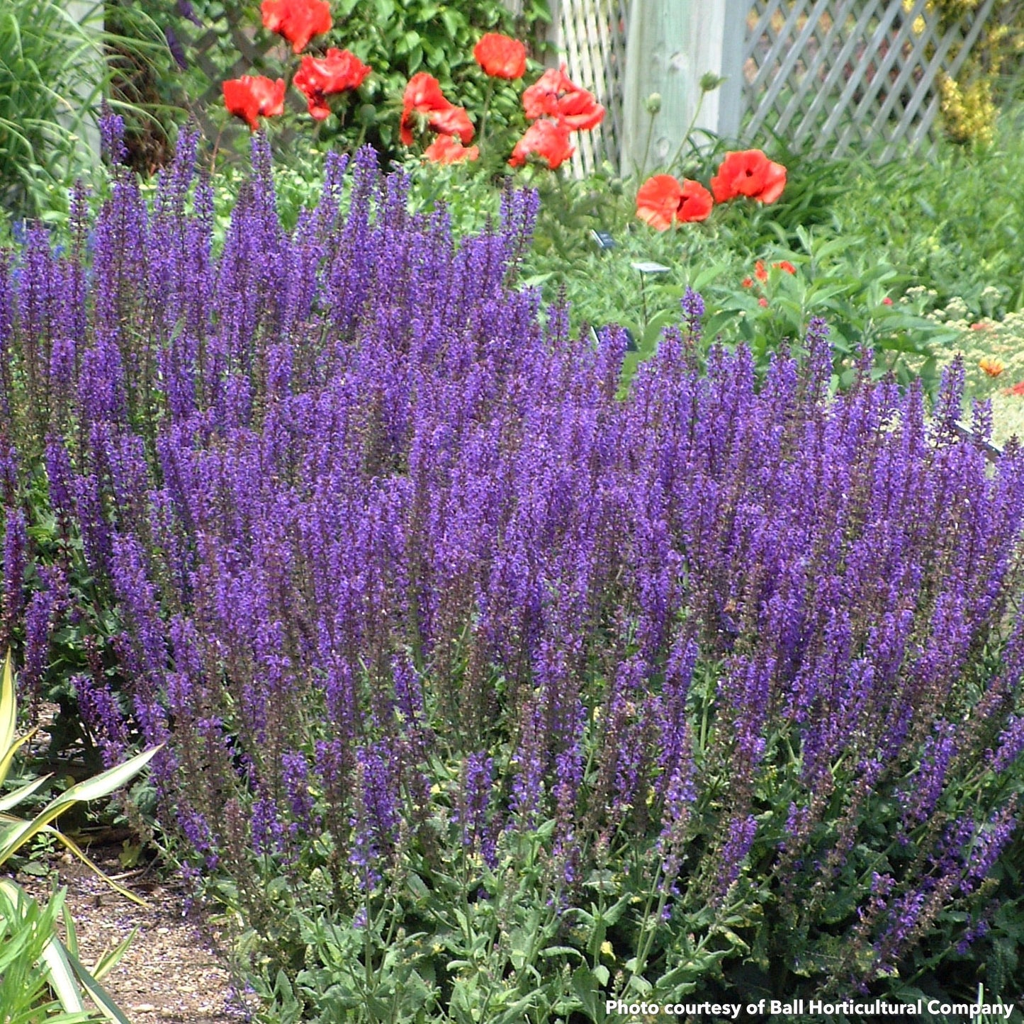 Salvia nemorosa May Night 2G