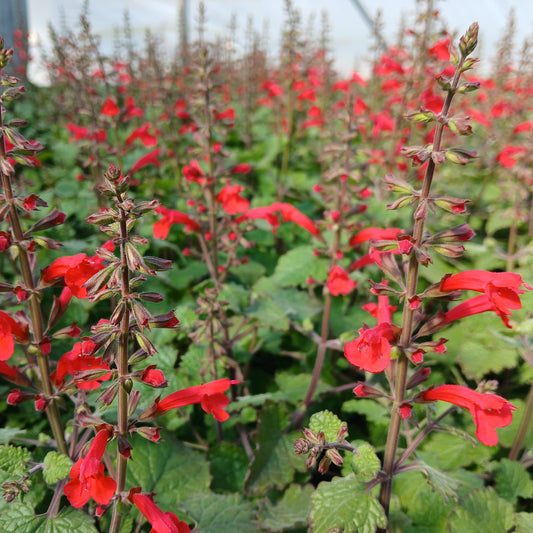 Salvia roemeriana Prairie Fire 1Q