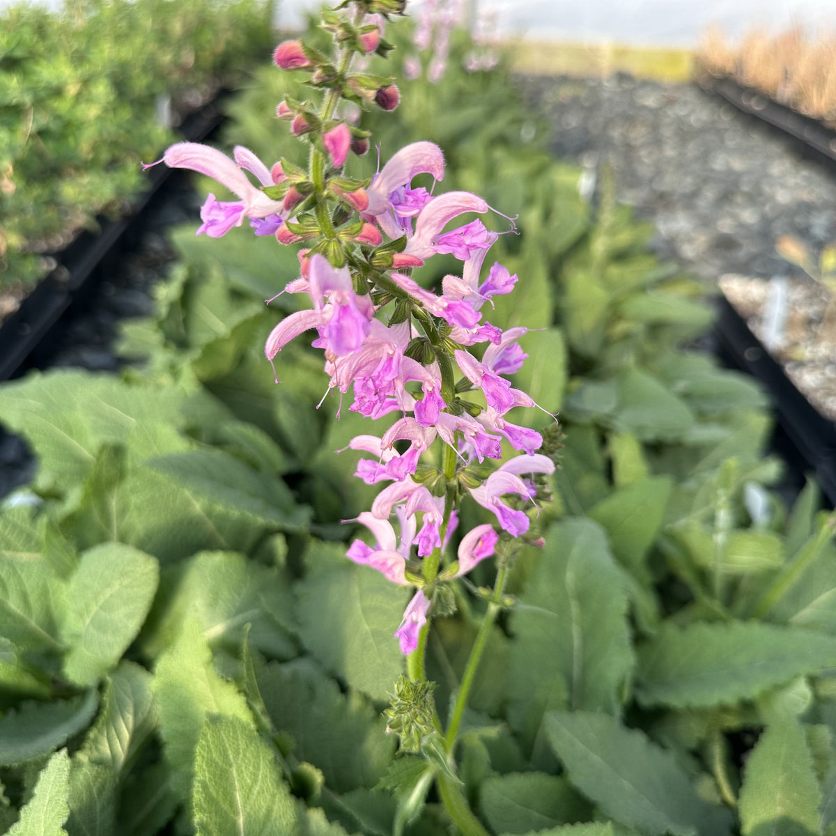 Salvia pratensis Rose Rhapsody 1G