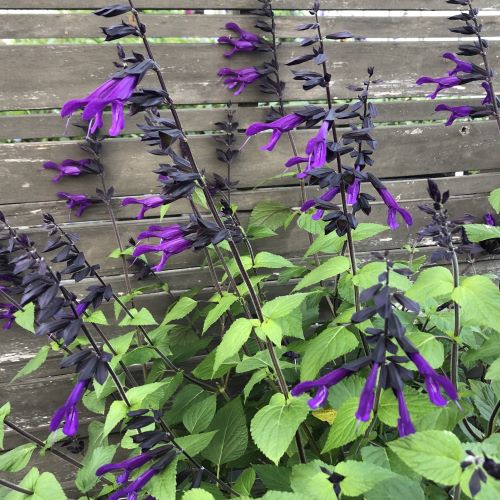 Salvia x 'Amistad' 1G (Sage)