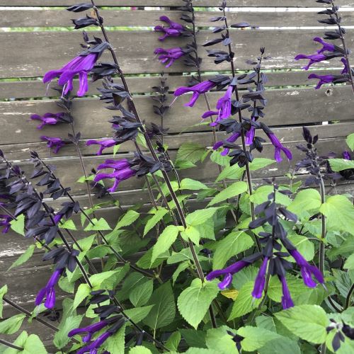 Salvia x Amistad 1G