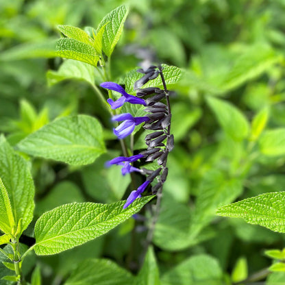 Salvia guaranitica Black and Blue 1G