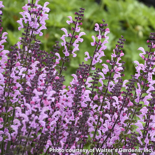Salvia x Color Spires Pink Dawn 1G