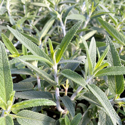 Salvia leucantha Santa Barbara 1G