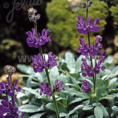 Salvia daghestanica 1Q (Sage)