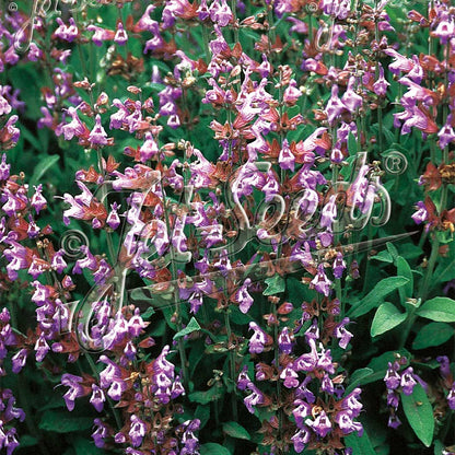 Salvia lavandulifolia 1Q