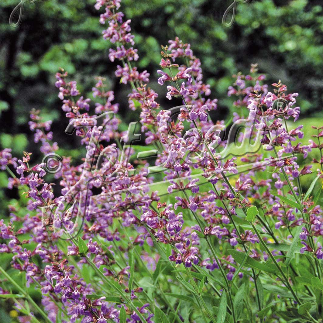Salvia lavandulifolia 1Q