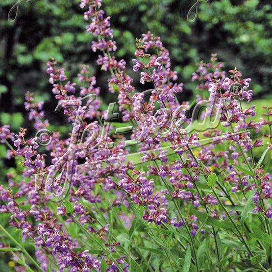 Salvia lavandulifolia 1Q