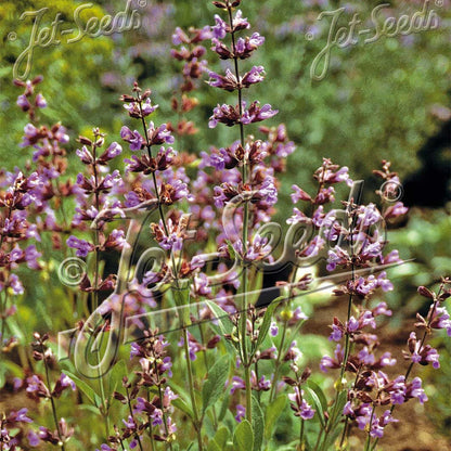 Salvia lavandulifolia 1Q