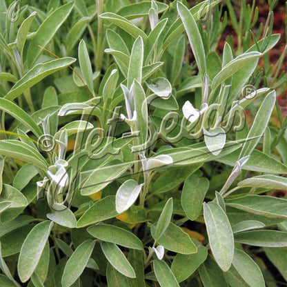 Salvia lavandulifolia 1Q