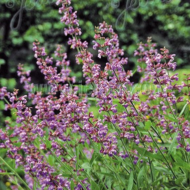 Salvia lavandulifolia 1Q (Spanish Sage)