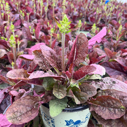 Salvia lyrata Purple Knockout 1G