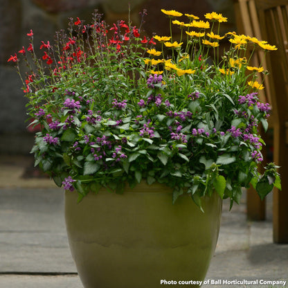 Salvia greggii Radio Red 1G