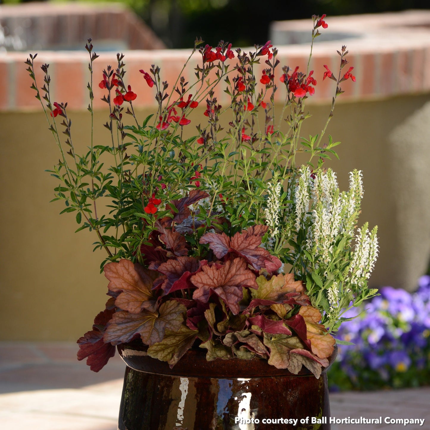 Salvia greggii Radio Red 1G