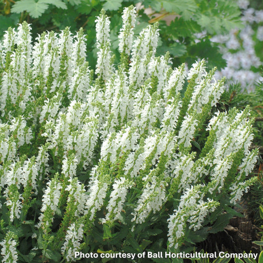 Salvia nemorosa Lyrical White 1G