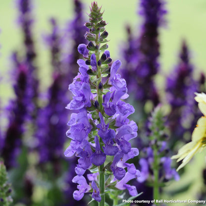 Salvia nemorosa Sky Blue Marvel 1G