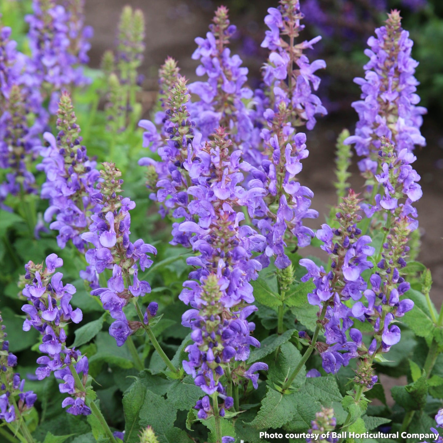 Salvia nemorosa Sky Blue Marvel 1G