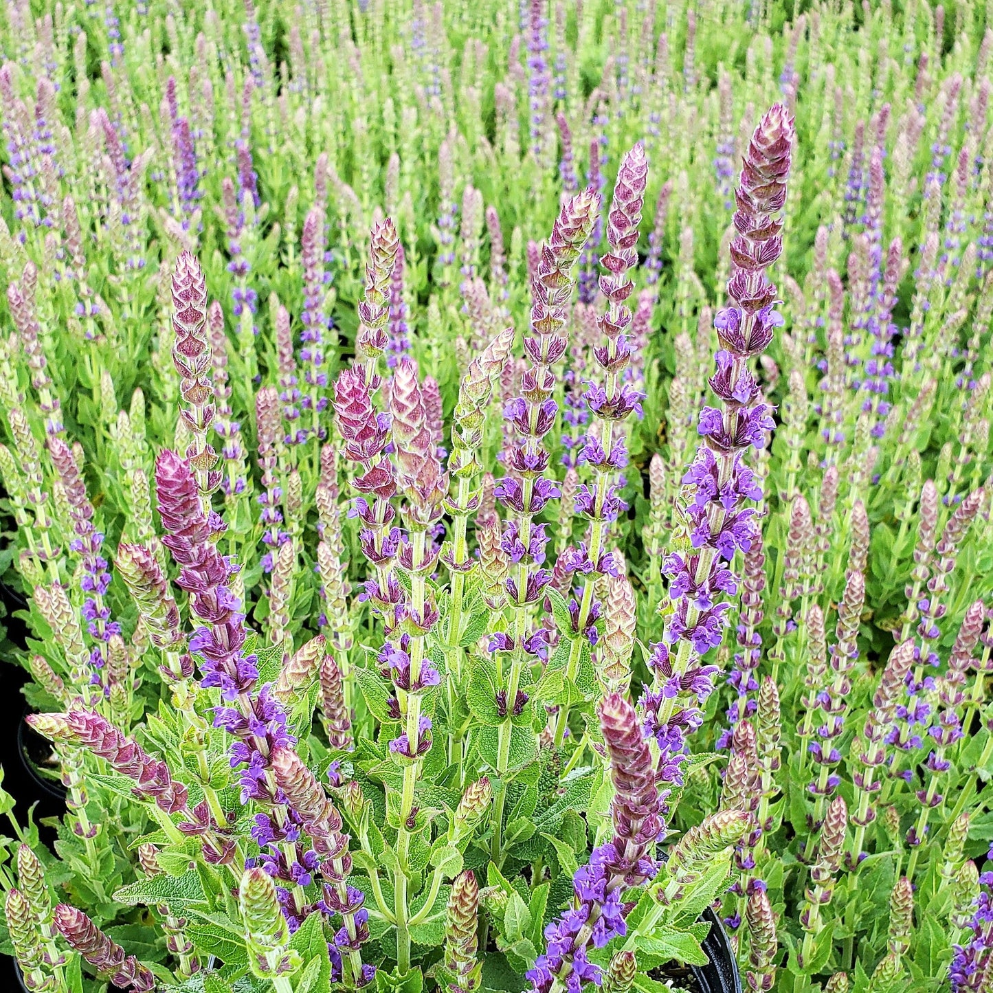 Salvia nemorosa East Friesland 1G